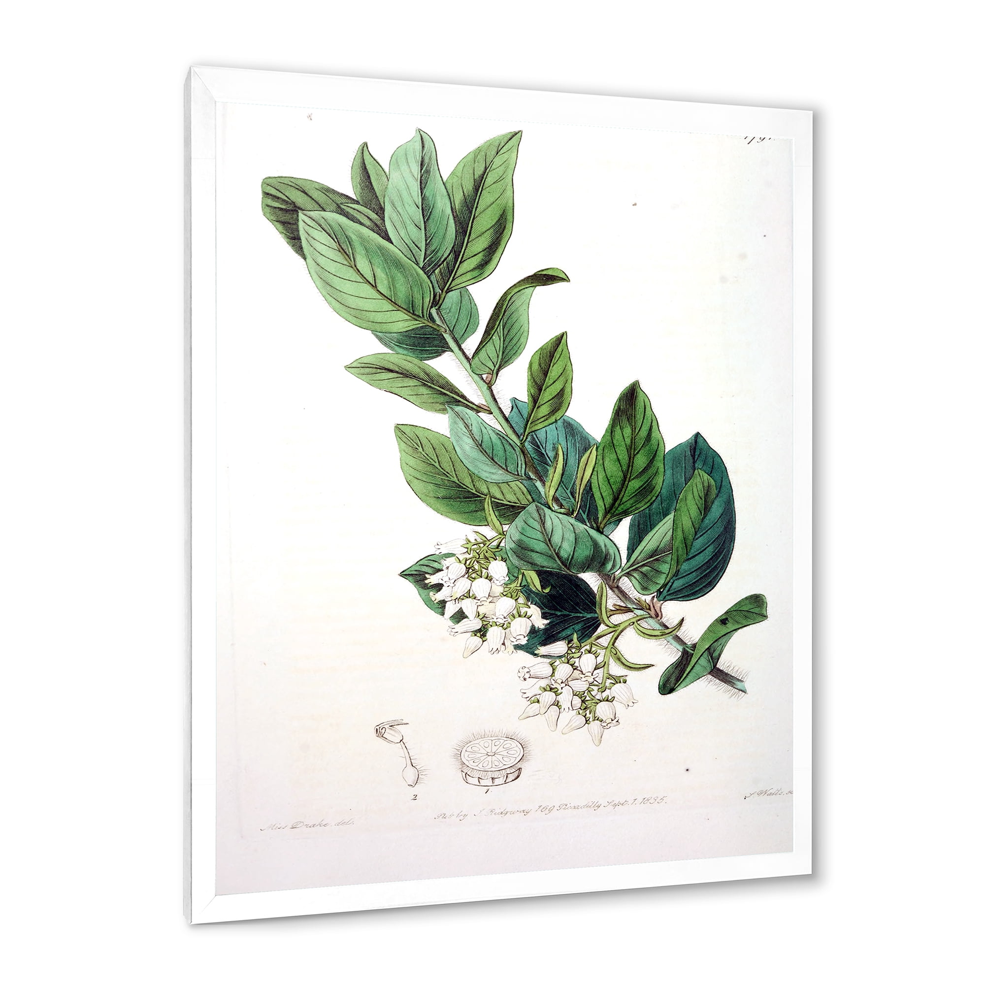 Designart 'Ancient Botanicals XX' Traditional Framed Art Print