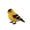 American Goldfinch, variant on DIY Bead Craft Kit to Make Crow Figurine, Handmade Beading Set for Adult Hobby & Bird Lover Gift