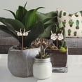 thumbnail image 6 of 15 Pcs Wood Plant Labels 15 Styles Wooden Hands Garden Signs Plants Tags Stickers, 6 of 7