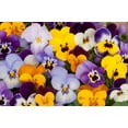 thumbnail image 2 of DeGroot Bag O'Blooms® Pansies Flower Seed, Attracts butterflies, 2 of 7