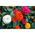 thumbnail image 2 of 500 Mixed Colors CALIFORNIA GIANT ZINNIA Elegans Flower Seeds, 2 of 10