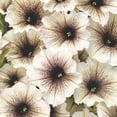 thumbnail image 2 of Proven Winners 4" White Supertunia Latte Petunia Live Plant in 4.25" Pot (4 Count), 2 of 8