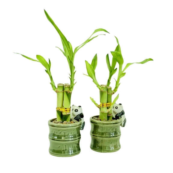 2-Pack Small Lucky Bamboo Live Indoor Plants with Ceramic Vase for Home & Office