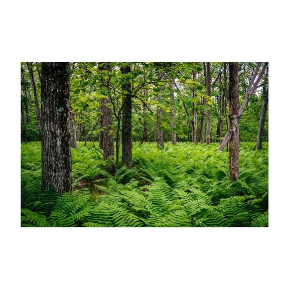 Shenandoah Ferns 02 - Virginia Photography Unframed Wall Art Print 5 x 7 inches
