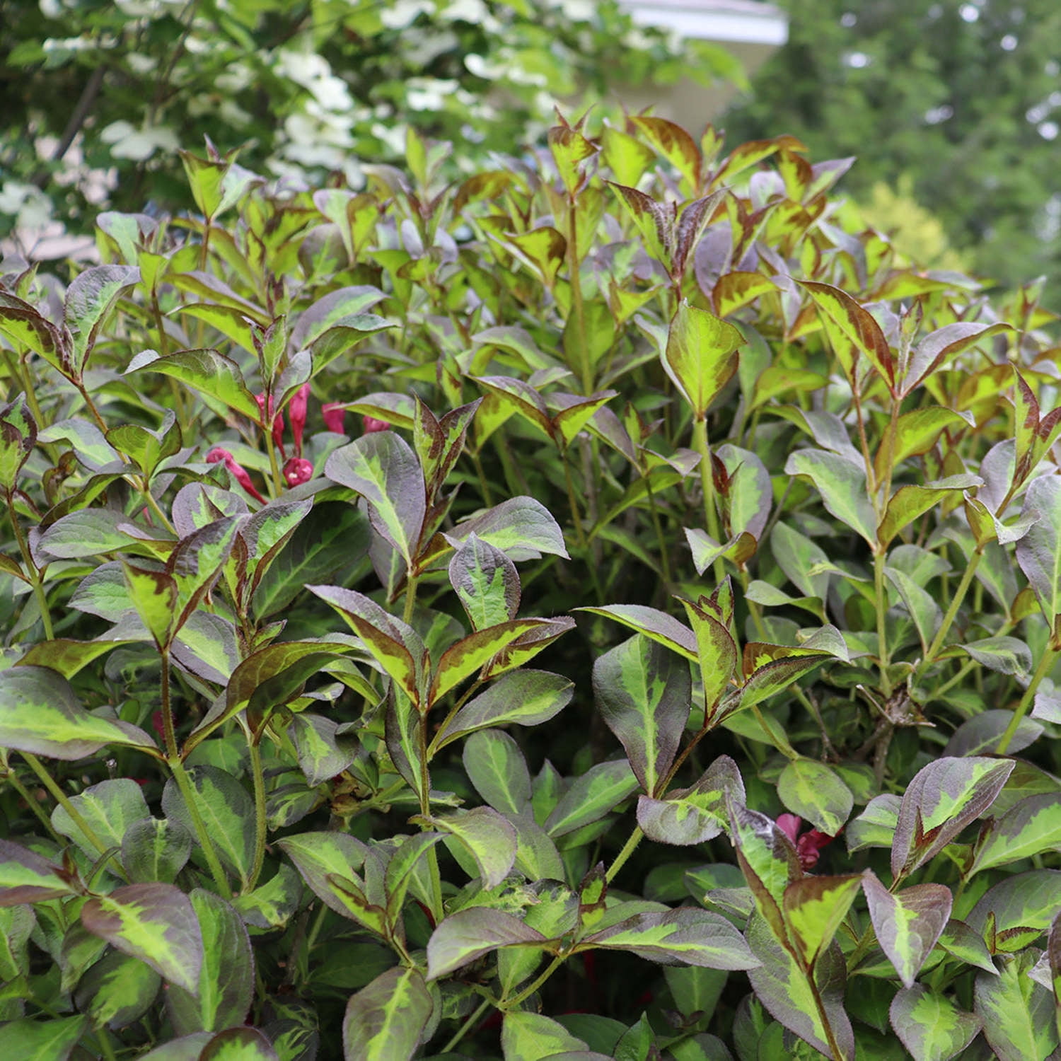 Proven Winners ColorChoice 5" Red Vinho Verde Weigela Live Plant in 4.5" Pot (4 Count)