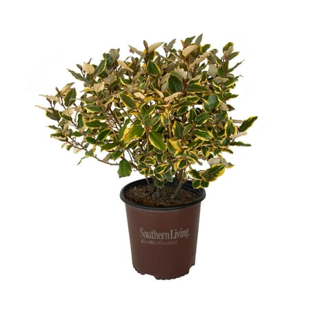 Southern Living Olive Martini Elaeagnus Live Shrub in 2-Gallon Grower Pot