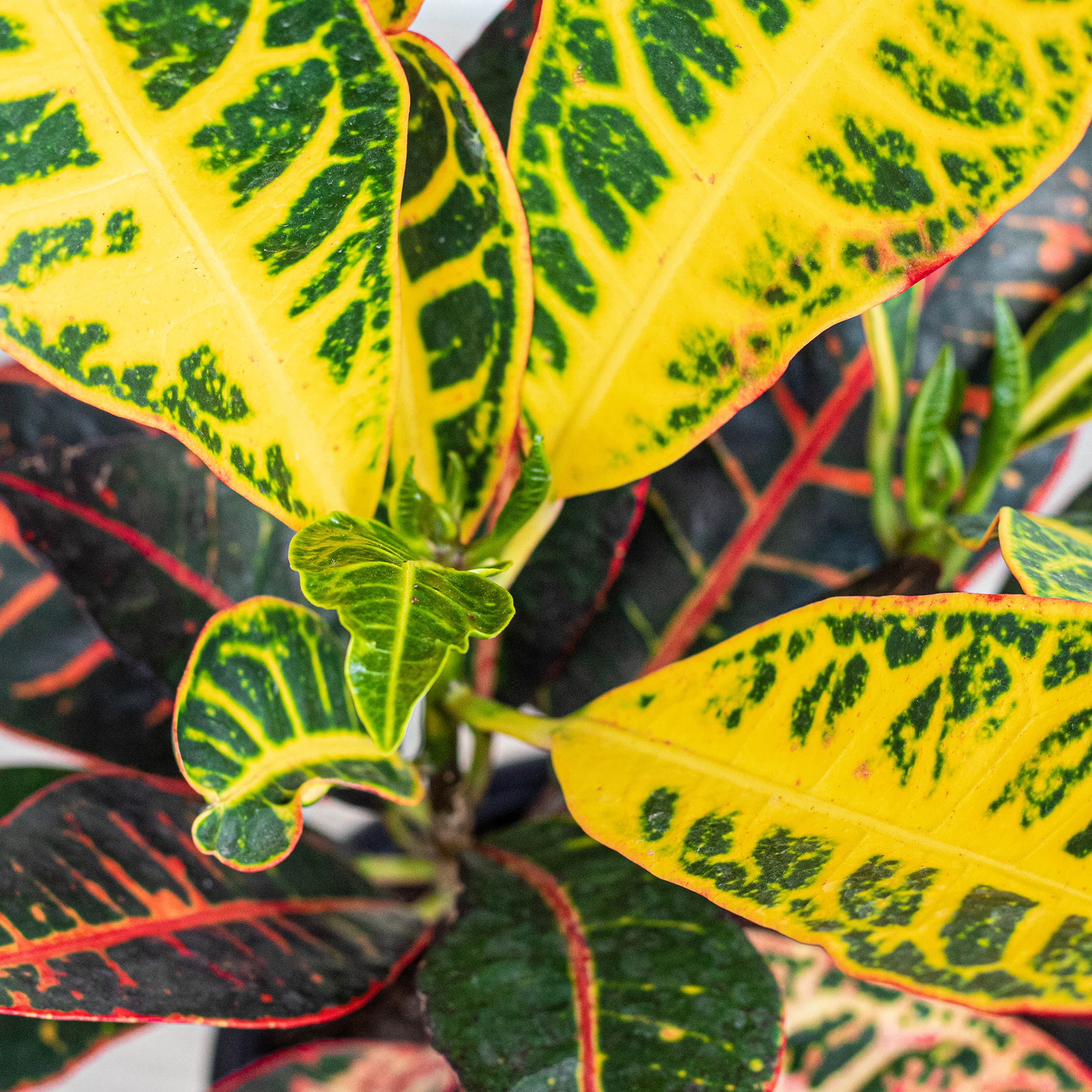 United Nursery Live Croton Petra Plant 14-18 Inches Tall in 6 Inch Grower Pot