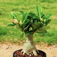 thumbnail image 4 of Premium Desert Rose For Planting-Ornamental-Exquisite Variegated Blossoms-Ideal Yard & Patio Decor(Non-Artificial), 4 of 5