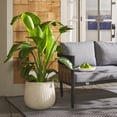 thumbnail image 2 of Safavieh Francia Concrete Ficonstone Modern Solid Round Beige Plant Pot, 2 of 7