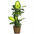 thumbnail image 1 of 42 Inch Golden Dieffenbachia with Basket Silk Plant, 1 of 1