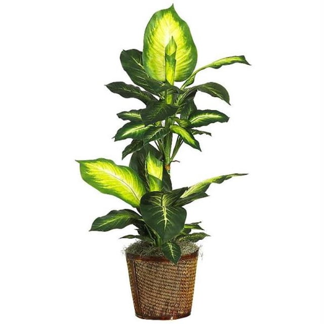 42 Inch Golden Dieffenbachia with Basket Silk Plant