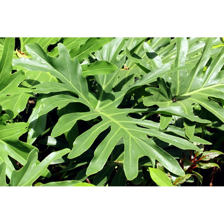 eucalyptus plant seeds 50 Rainbow Eucalyptus Tree Seeds – Fast-Growing Tropical Gum – Seed World main image 0