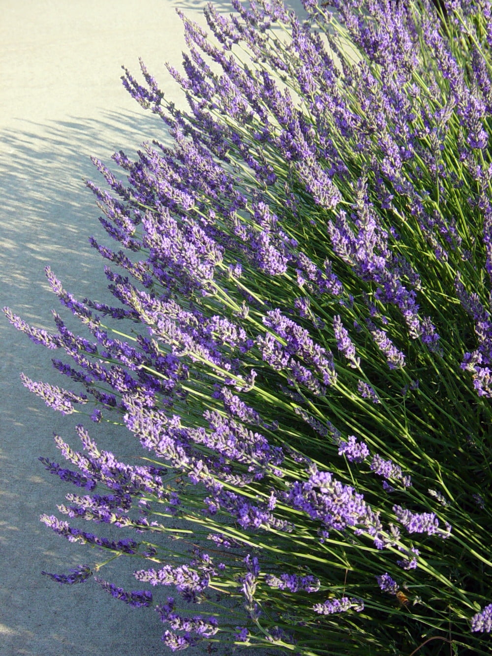 Hybrid Lavender Plant