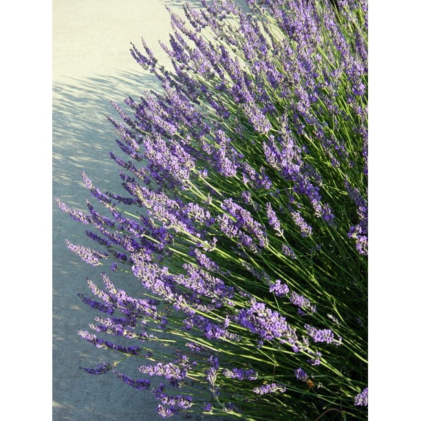 Grosso French Hybrid Lavender Herb Perennial Live