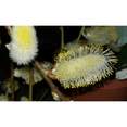 thumbnail image 2 of Tree of Enchantment Mini Weeping Willow Tree -Salix- - 6" Pot, 2 of 4