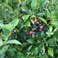 thumbnail image 2 of Southern Living Takes The Cake Blueberry Bush Live Shrub in 2.5-Quart Grower Pot, 2 of 10