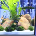 thumbnail image 1 of Homoyoyo Fish Tank Turtle Basking Platform Plastic 1Pack, 1 of 6