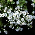 thumbnail image 3 of TomorrowSeeds - Perennial Baby's Breath Seeds - 7500+ Count - For 2026 Planting Gypsophila, 3 of 10