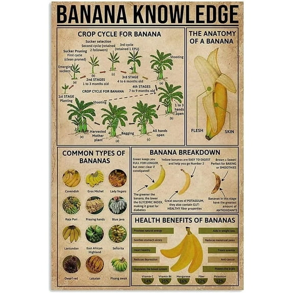 Banana Knowledge Metal Signs Poster Crop Cycle For Banana Home Bedroom Bathroom Fruit Market School Room Cafe Kitchen Wall Decor Retro (Aluminum) Size: 8 x 12 inch
