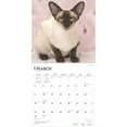 thumbnail image 3 of Siamese Cats | 2025 12x24" (Hanging) Square Wall Calendar | BrownTrout, 3 of 9