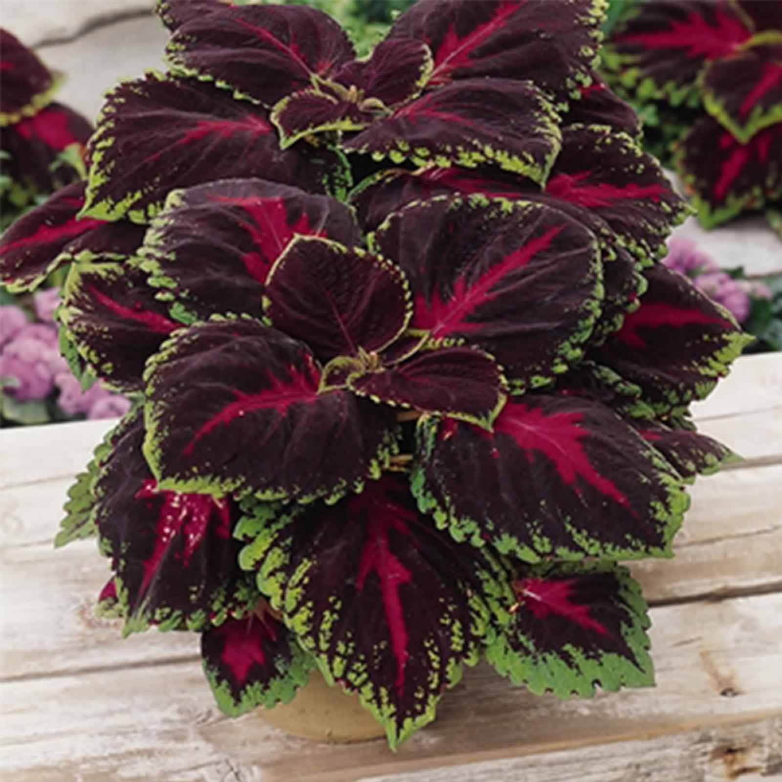 COLEUS MIX flowering MANTO ornamental garden brightly colored foliage 50 seeds 