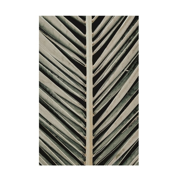 Trademark Fine Art Pictufy Studio Palmblad Canvas Wall Art