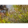 thumbnail image 6 of 25 WHITE CUPID'S DART Love Plant Catananche Caerulea Flower Seeds, 6 of 8