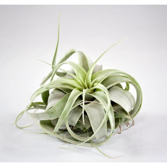 Silver Beauty Airplant -Tillandsia xerographica -House Plant 6"