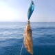 thumbnail image 3 of Cebado Pesca SEA FISHING SELRE Ceba Artificial Cebo Calcetines 55 Mm 5.5 G para Webfoot Pulpo Egi Pez Se Maní, 3 of 7