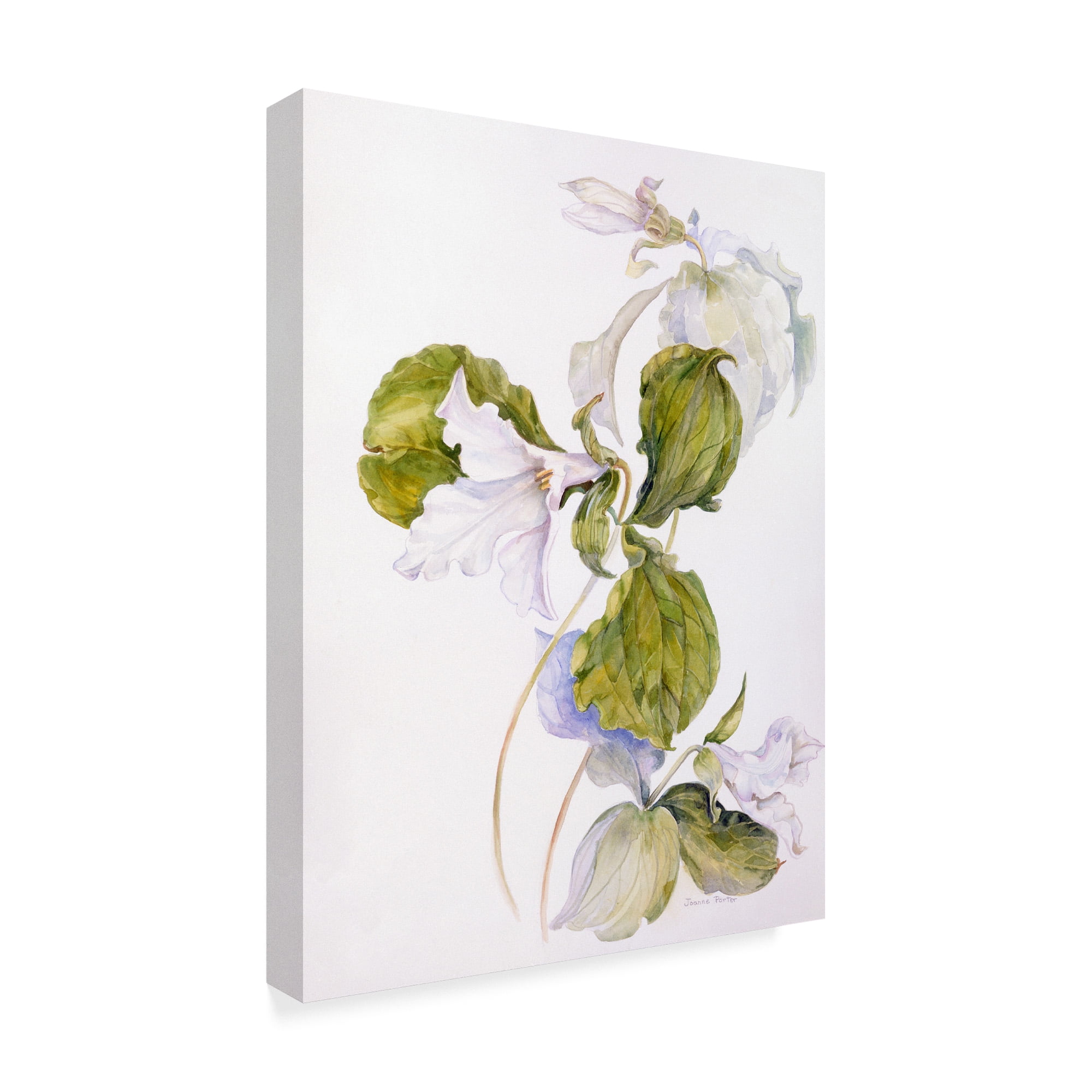 Trademark Fine Art 'White Trillium' Canvas Art by Joanne Porter