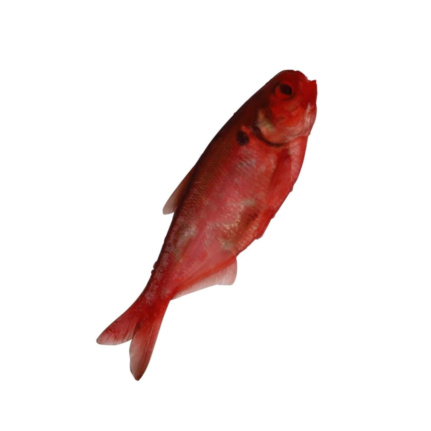 Magic Preserved Shad Bait 4 oz. – Red