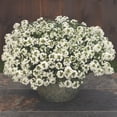 thumbnail image 5 of Proven Winners 4" White Knight Sweet Alyssum Live Plant in 4.25" Pot (4 Count), 5 of 9