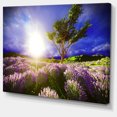 thumbnail image 2 of Lavender Field under Blue Sky, 2 of 3