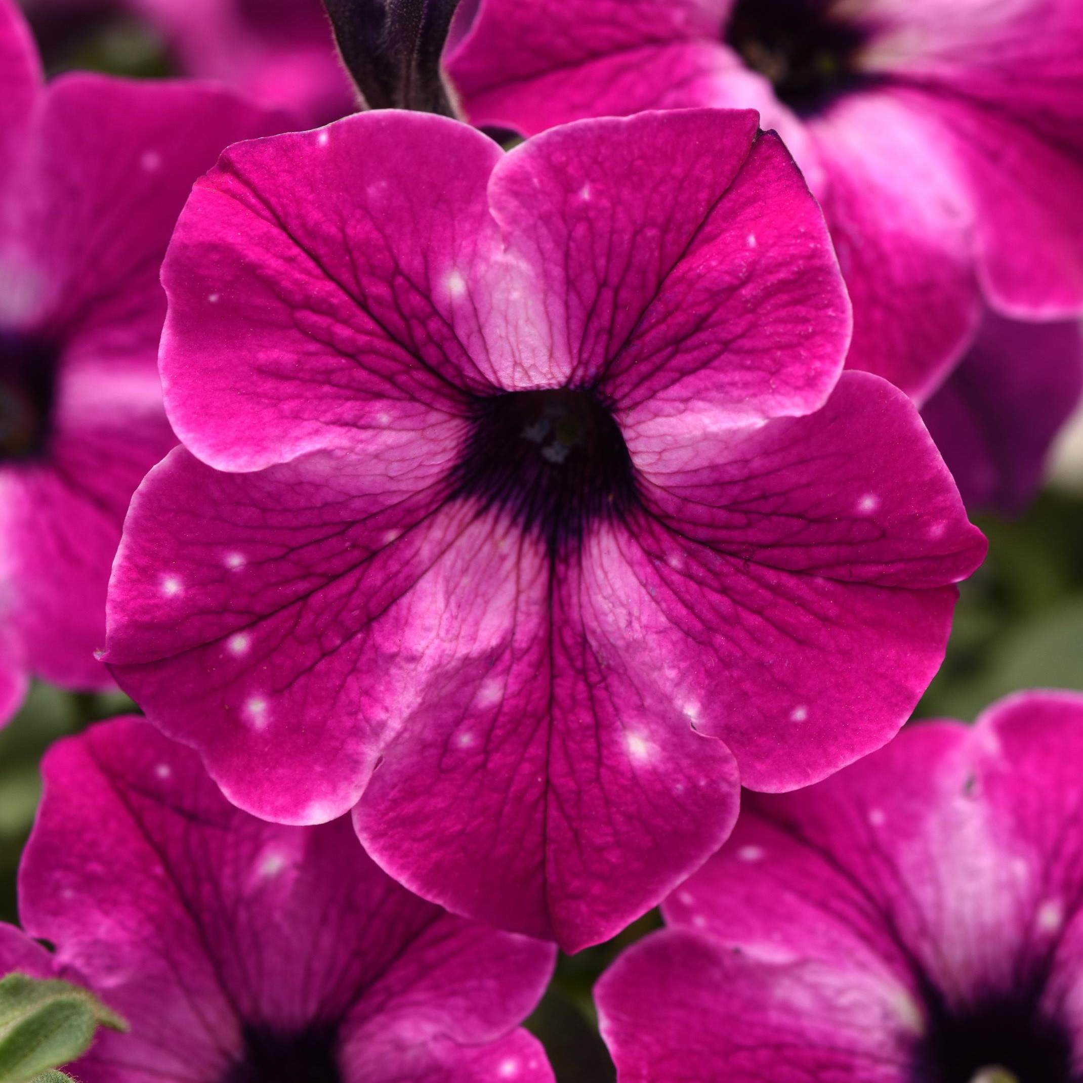 Better Homes & Gardens 2 Quart Yellow Or Pink Petunia Annual Flowers Live Plants