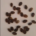 thumbnail image 4 of PAPAW'S GARDEN SUPPLY LLC. HELPING THE NEXT GENERATION GROW! Crimson Sweet Watermelon 20 Seeds, 4 of 7