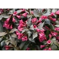 thumbnail image 5 of Spilled Wine Weigela-Compact Shrub-Vibrant Foliage  3 Gallon, 5 of 22