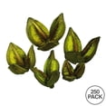 thumbnail image 2 of Vickerman 3-4" Light Basil Sora Pod, 250 pieces per bulk case, Dried, 2 of 2