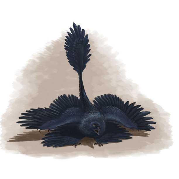 microraptor gui
