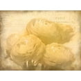thumbnail image 2 of Allen, Kimberly 24x19 Gold Ornate Wood Framed with Double Matting Museum Art Print Titled - Ranunkeln Blooms, 2 of 4