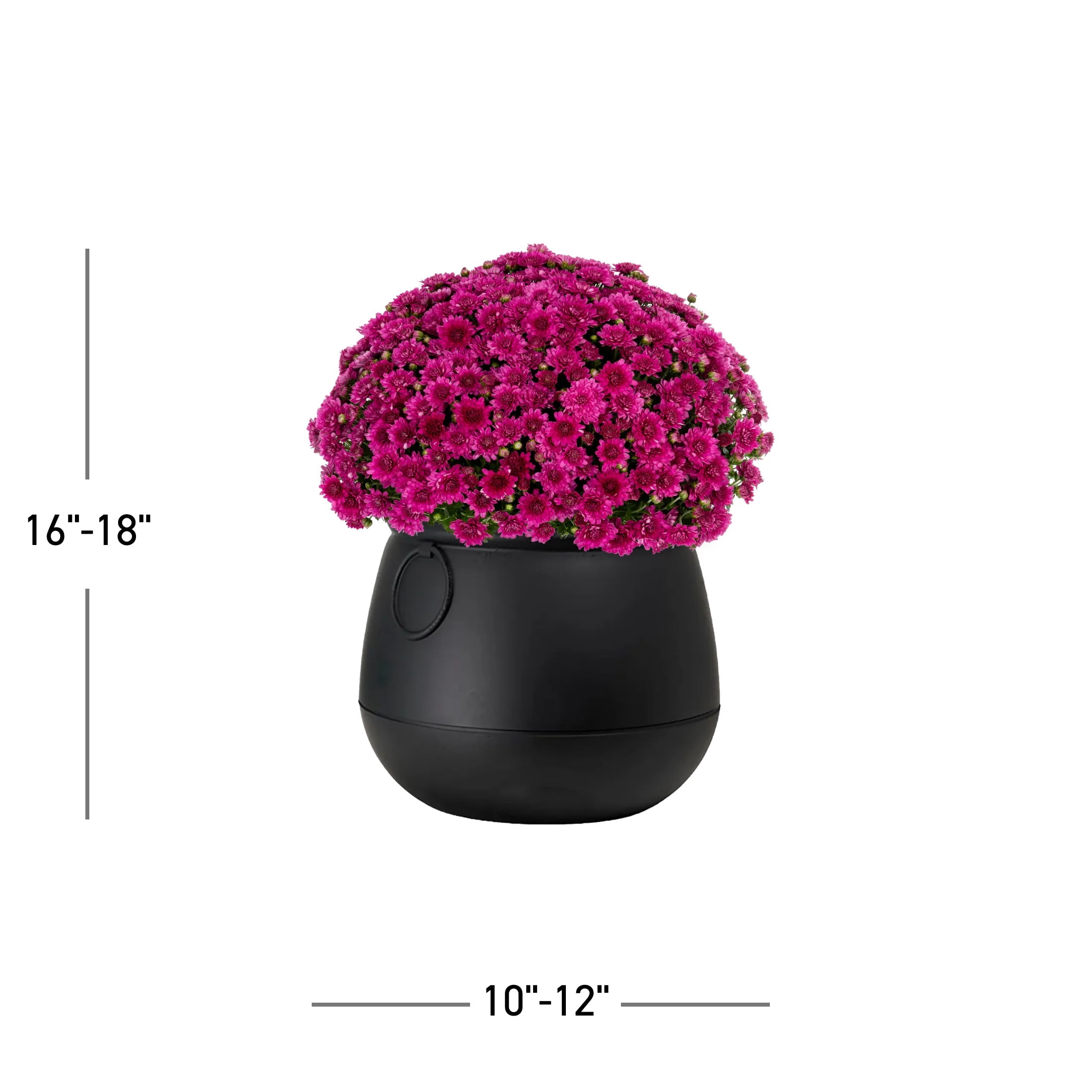 Expert Gardener 3qt Purple Mum in 7" Cauldron Planter (1-pack), Fall Decor