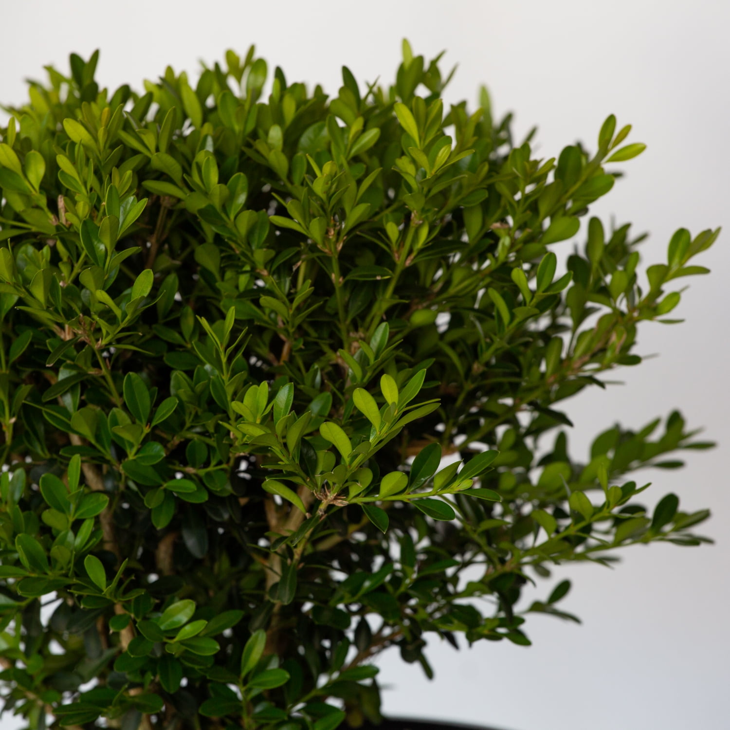 Better Boxwood Skylight (2.5 Qt.) Evergreen Full Sun Perennial Shrub with Glossy Green Foliage