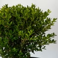 thumbnail image 4 of Better Boxwood Skylight (2 gal.) Evergreen Full Sun Perennial Shrub with Glossy Green Foliage, 4 of 6