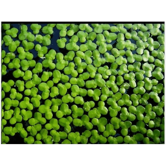 1000 Live Duckweed Plants – Indoor Grown Organic Floating Aquarium Plant – Fast Growing Natural Fish Tank Water Cleaner for Freshwater Aquariums & Ponds