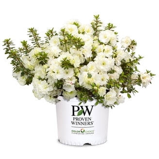Proven Winners ColorChoice Limelight Prime Hydrangea Live Shrub (2
