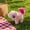 B, variant on Small Walking Barking Wagging Tail Plush Squirrel Pet Toy 8 Inch, Interactive Motorized Animal with Sounds for Kids Ages 3+