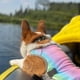 thumbnail image 3 of Chaleco de refrigeración rápida para mascotas, ropa resistente al calor para cachorros, chaqueta reflectante transpirable a prueba de Sol para perros pequeños y grandes al aire libre, Verano, 3 of 4