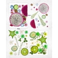 thumbnail image 4 of Flores prensadas secas de Resiners, 80 unidades, para manualidades, 4 of 7
