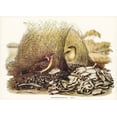 thumbnail image 2 of Gould, John 32x24 White Modern Wood Framed Museum Art Print Titled - Spotted Bower Bird-Chlamydera maculata, 2 of 4