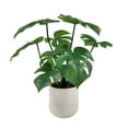 Mainstays Artificial Plastic Green Monstera Plant with Ceramic Pot, 14