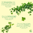 thumbnail image 6 of Live English Ivy Plant - Air Purifying - 4" Decorative Pot Cover - Beige - Thorsen's Greenhouse, 6 of 7